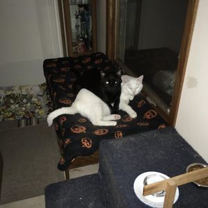 Meet your Posher, Barbie